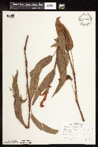 Persicaria amphibia image