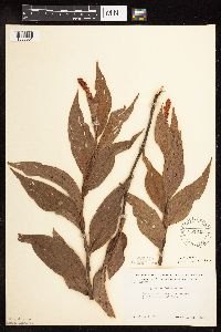 Persicaria amphibia image