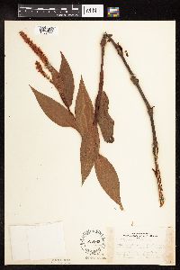 Persicaria amphibia image