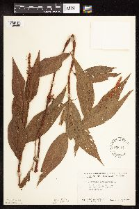 Persicaria amphibia image