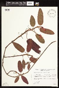 Persicaria amphibia image