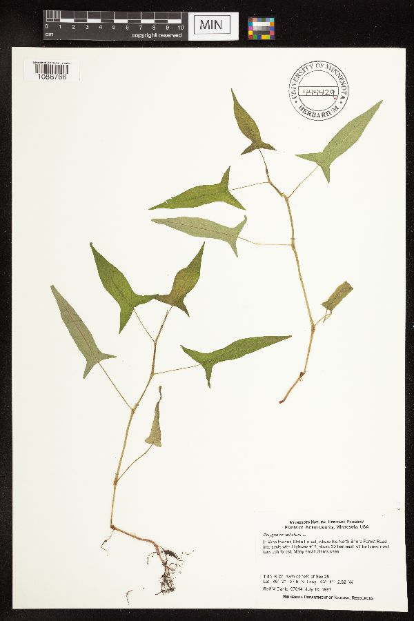 Persicaria arifolia image