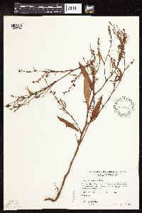Image of Persicaria bungeana