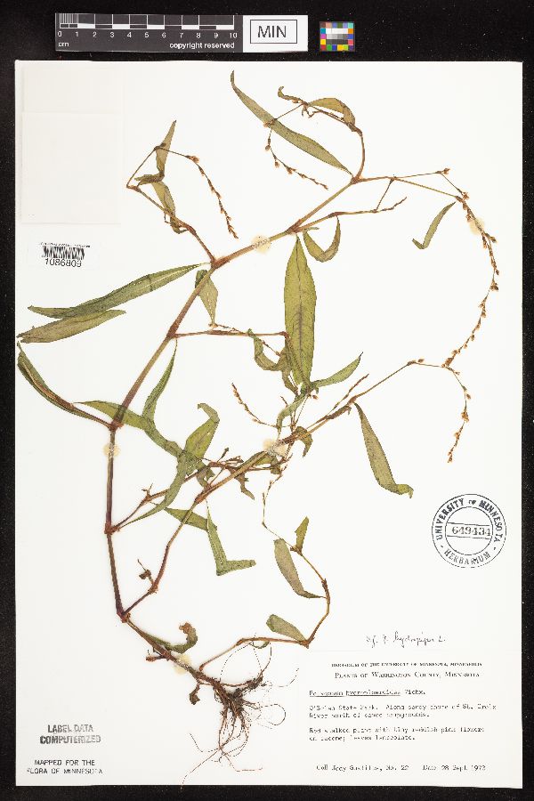 Persicaria hydropiper image