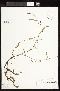 Persicaria hydropiperoides image