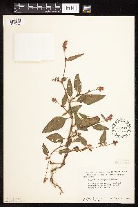 Persicaria pensylvanica image