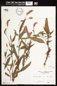 Persicaria pensylvanica image