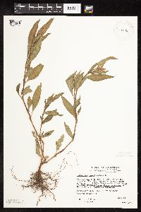 Persicaria pensylvanica image