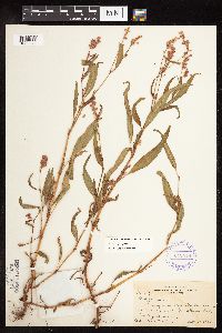 Persicaria pensylvanica image