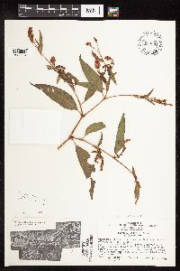 Persicaria pensylvanica image