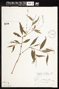 Persicaria punctata image