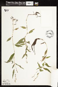 Persicaria punctata image