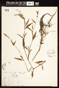 Persicaria punctata image