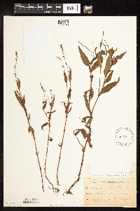 Persicaria punctata image