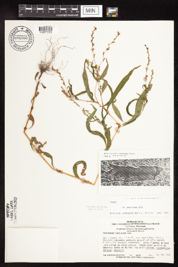 Persicaria punctata image