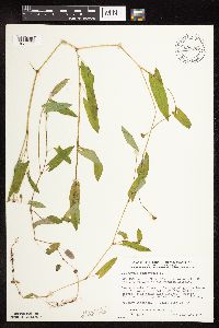 Persicaria sagittata image