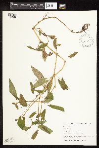 Persicaria sagittata image