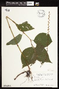 Persicaria virginiana image