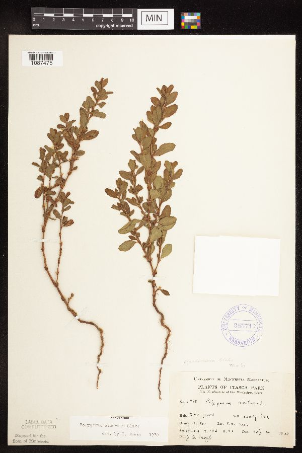 Polygonum achoreum image