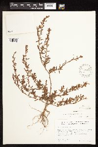 Polygonum aviculare image