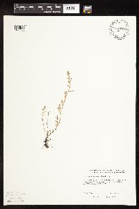 Polygonum aviculare subsp. depressum image