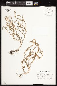 Polygonum aviculare image