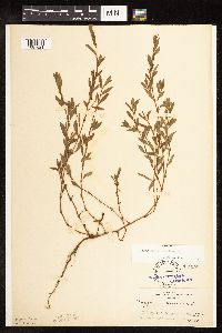 Polygonum aviculare subsp. depressum image