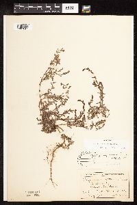 Polygonum aviculare image