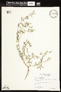 Polygonum aviculare subsp. depressum image