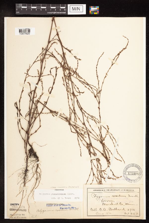Polygonum ramosissimum subsp. ramosissimum image