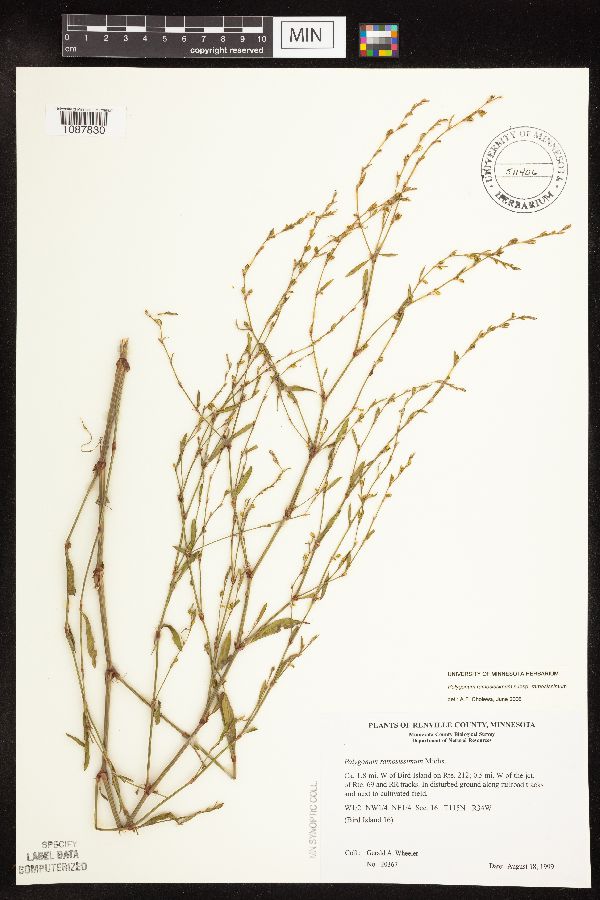 Polygonum ramosissimum subsp. ramosissimum image