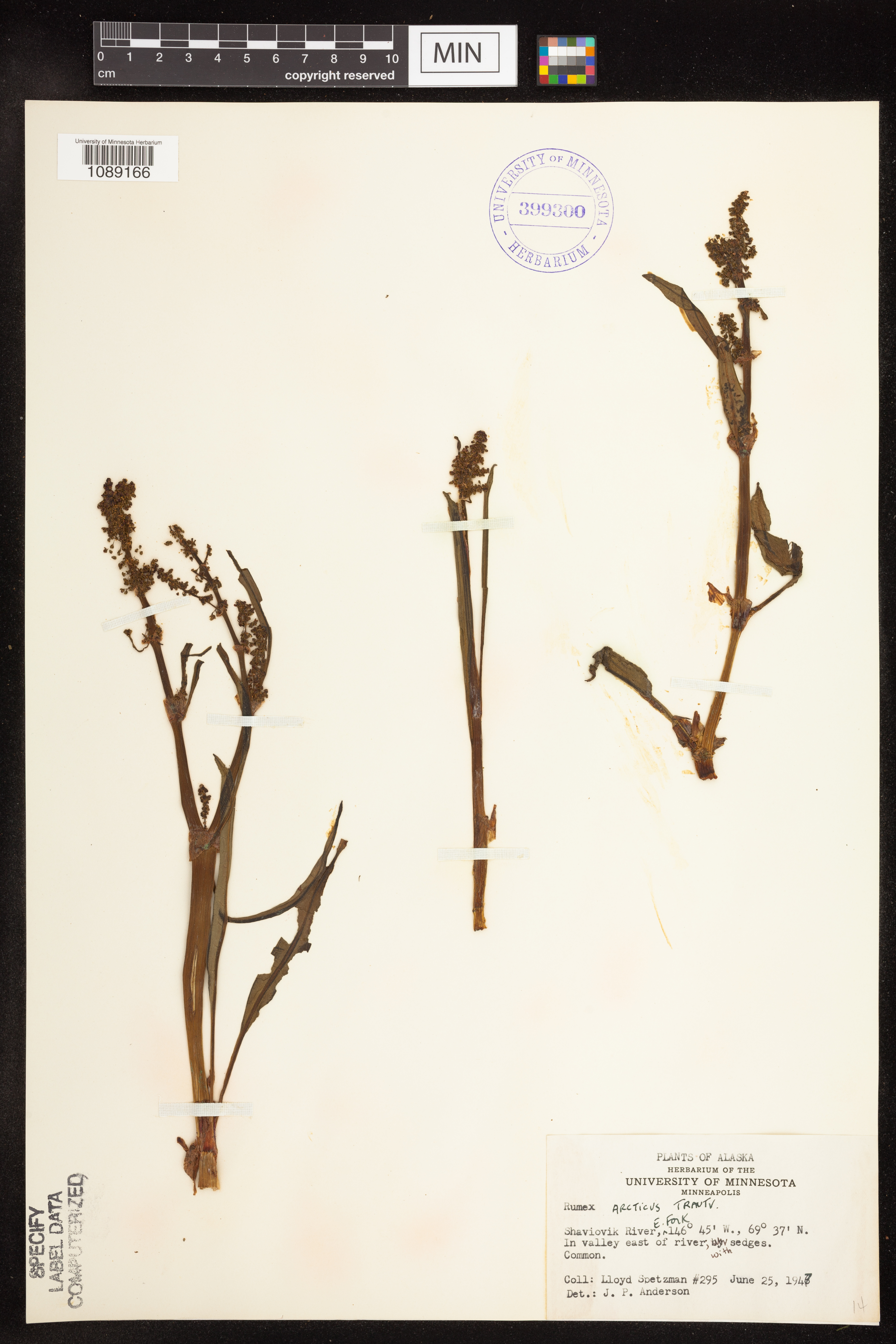 Rumex arcticus image