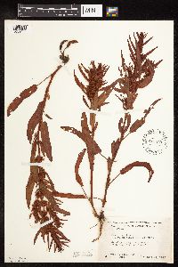 Rumex fueginus image