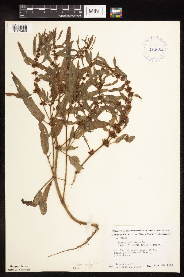 Rumex fueginus image