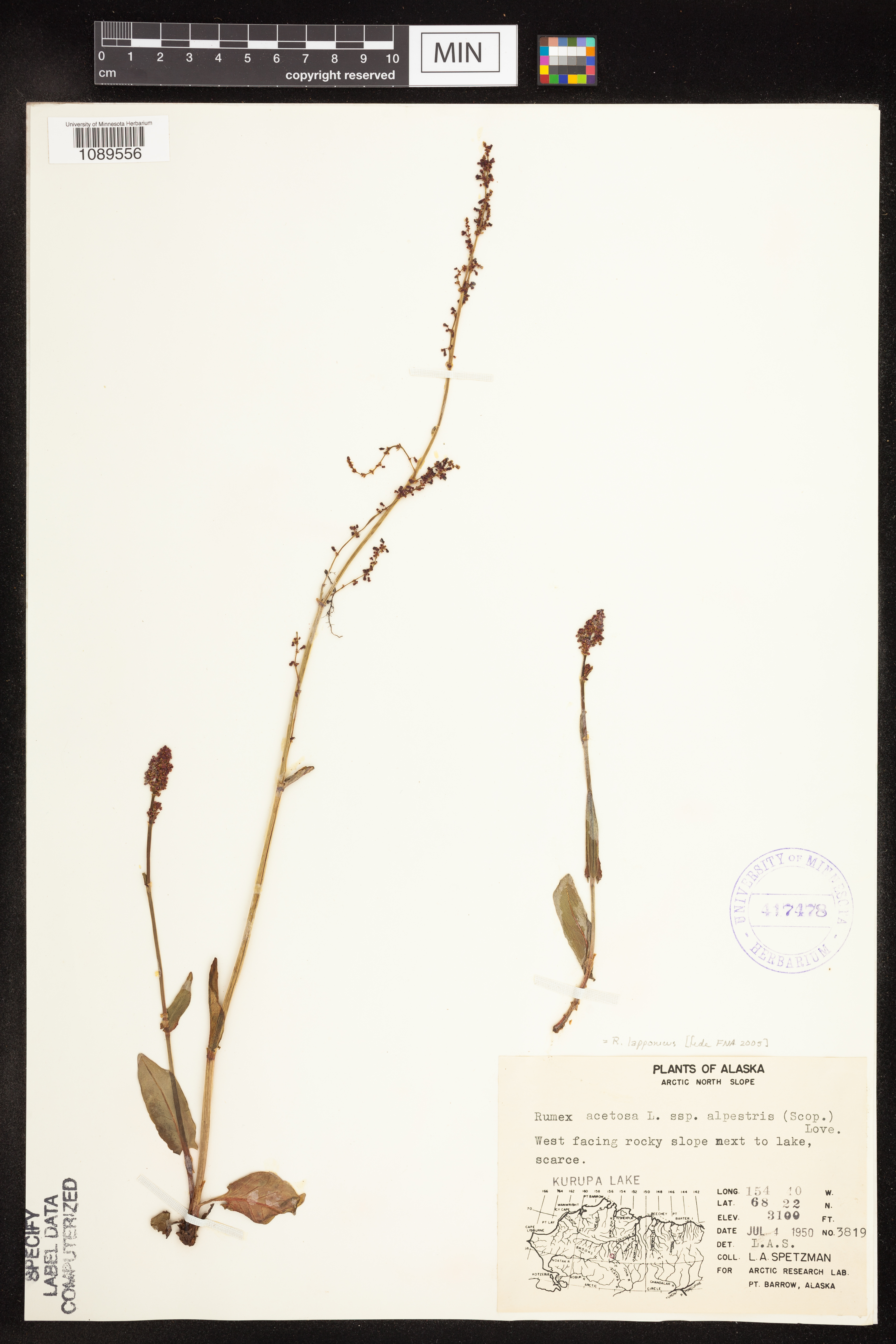 Rumex lapponicus image