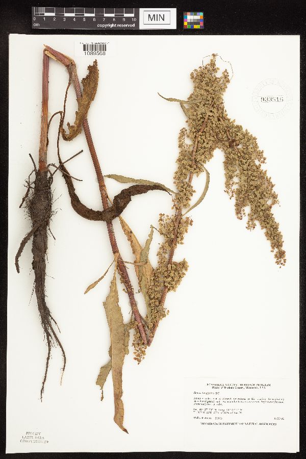 Rumex longifolius image