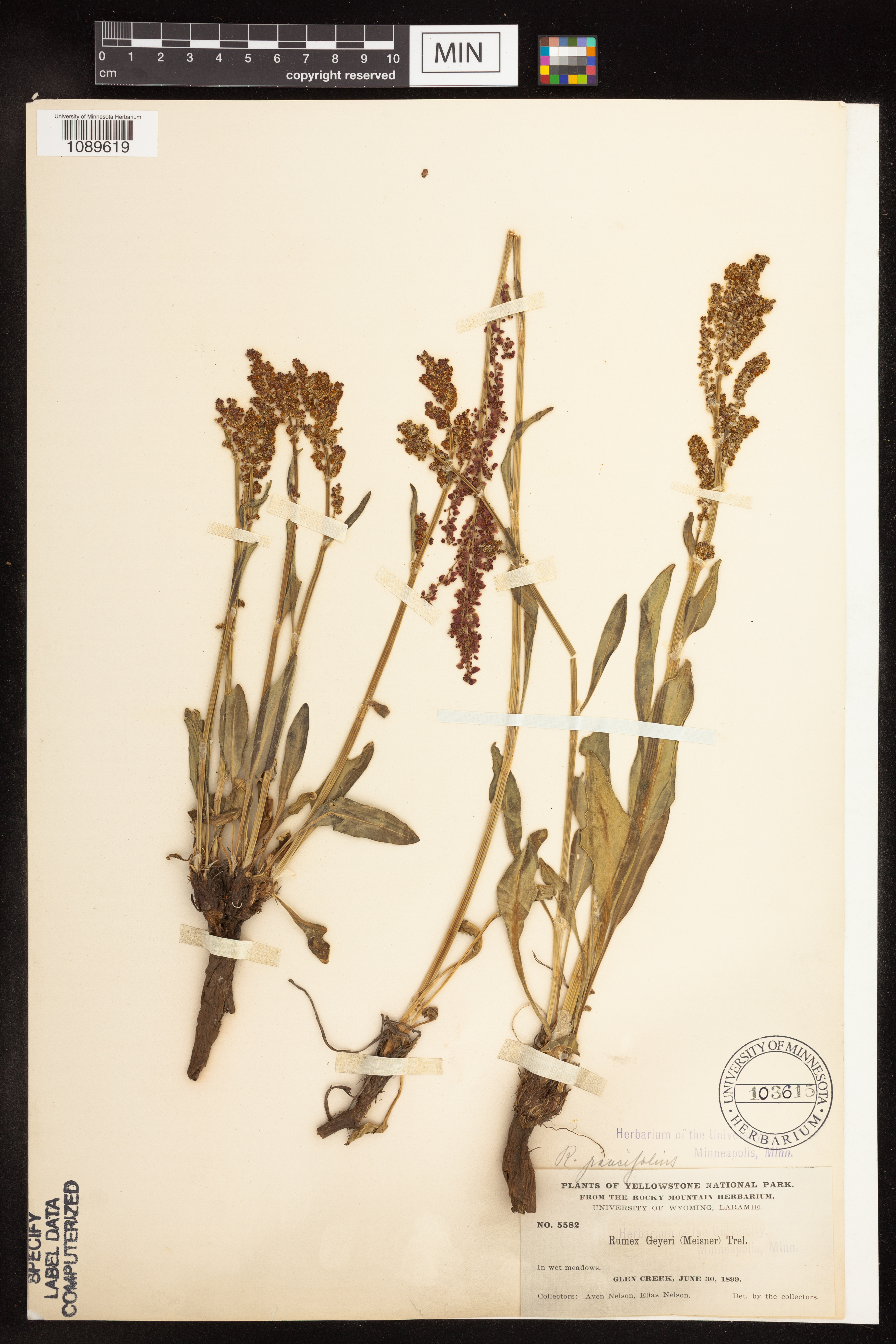 Rumex paucifolius image