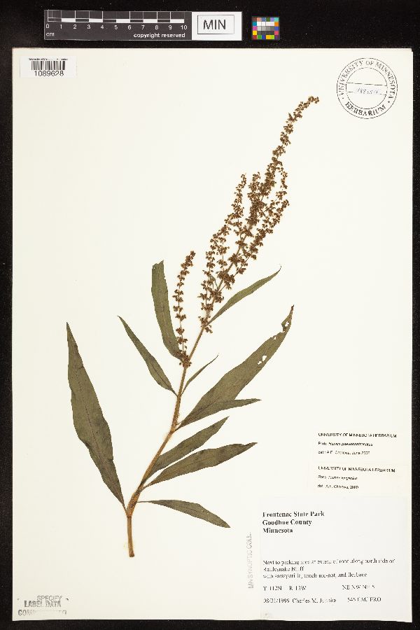 Rumex pseudonatronatus image