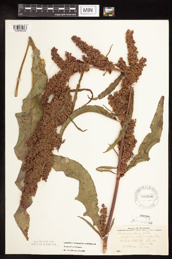 Rumex pseudonatronatus image