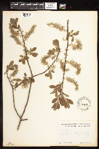 Salix bebbiana image