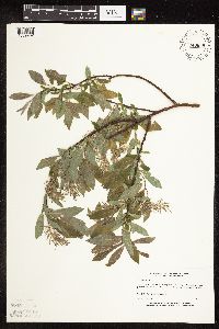 Salix bebbiana image