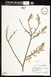 Salix bebbiana image