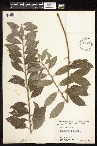 Salix bebbiana image