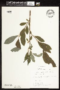 Salix bebbiana image