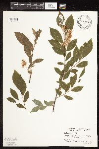 Salix bebbiana image