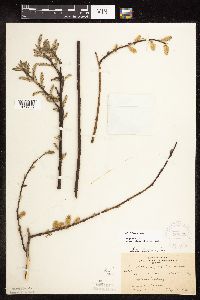 Salix bebbiana image