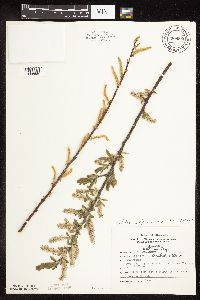 Salix bebbiana image