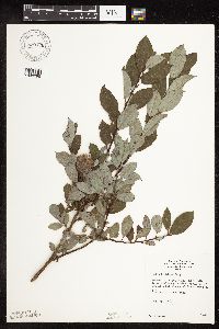 Salix bebbiana image