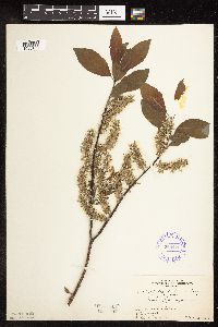 Salix bebbiana image