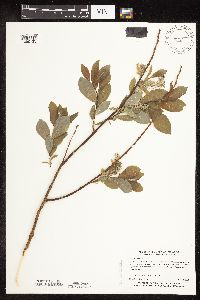 Salix bebbiana image